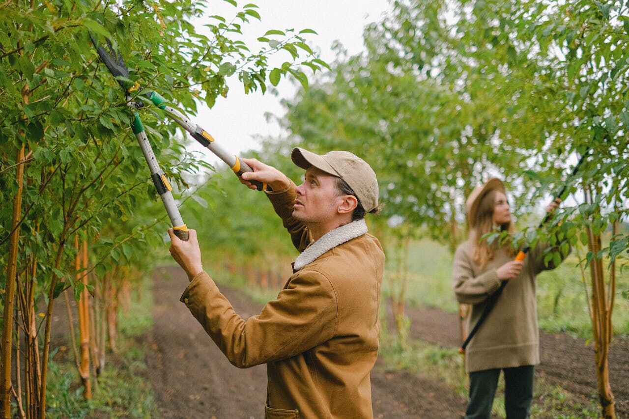 The Steps Involved in Our Tree Care Process in North Laurel, MD